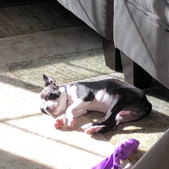 Meet your Posher, Veronica - Picture 2 of 3